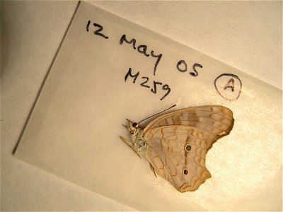 check code, coll dry, thnx R. Vila, <a href="http://nymphalidae.utu.fi/story.php?code=CP-M259" rel="nofollow">see in our database</a> photo