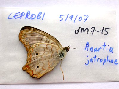 MEXICO. CEPROBI, <a href="http://nymphalidae.utu.fi/story.php?code=JM7-15" rel="nofollow">see in our database</a> photo