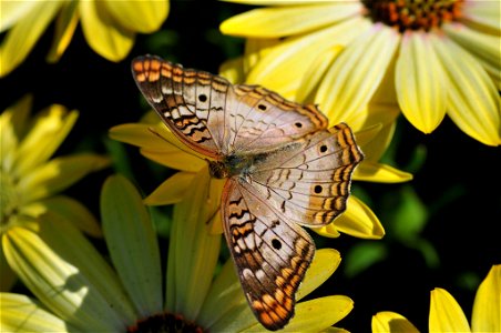 Butterfly from The Living Desert #8