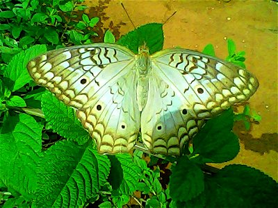 Lepidoptera, mariposa 
especies etc