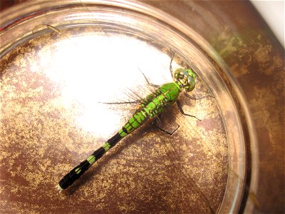 I this is a Common Green Darner, it is a female. EDIT: ID mistake. It is a female Eastern pondhawk. I probably meant that before, but I didn't realize what I was doing. photo