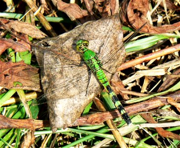 Eastern Pondhawk (Erythemis simplicicollis) dragonfly photo