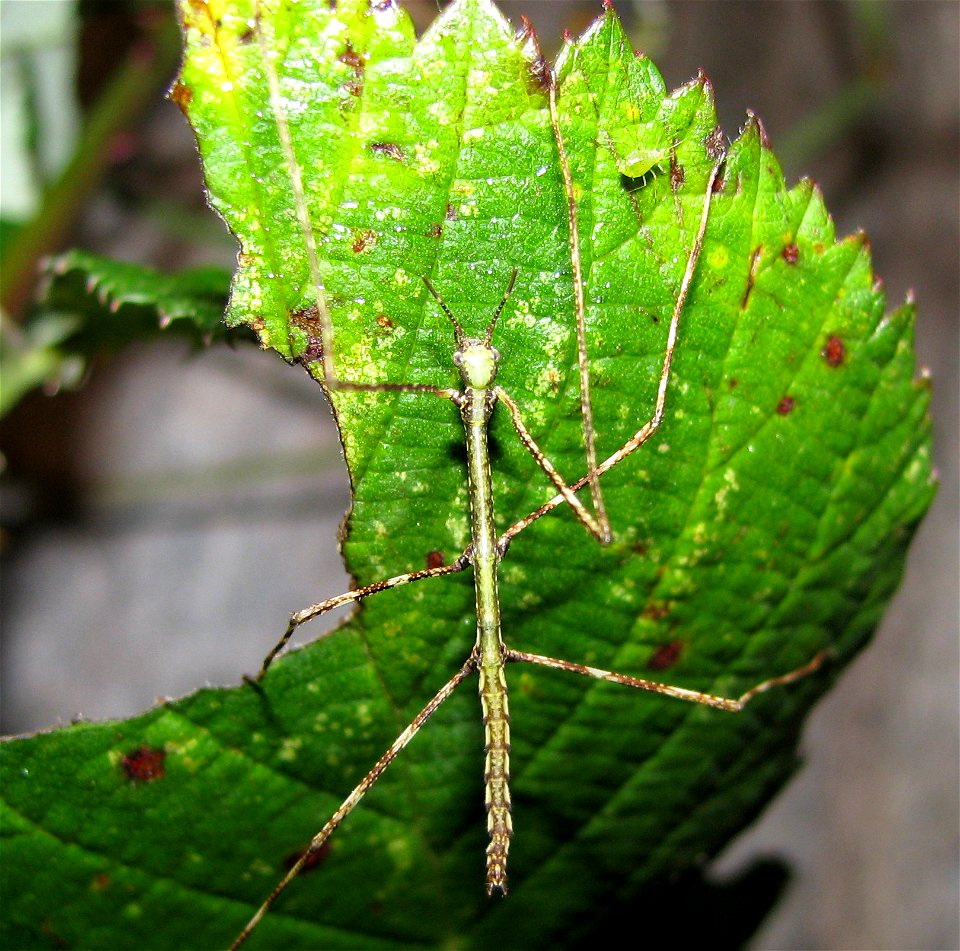 en.: Phobaeticus serratipes - even hatched larva 

de.: Riesen-Stabschrecke (Phobaeticus serratipes) - gerade geschlüpfte Larve