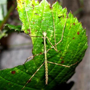 en.: Phobaeticus serratipes - even hatched larva 

de.: Riesen-Stabschrecke (Phobaeticus serratipes) - gerade geschlüpfte Larve