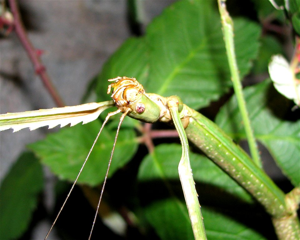 Phobaeticus serratipes, Portrait eines Weibchens