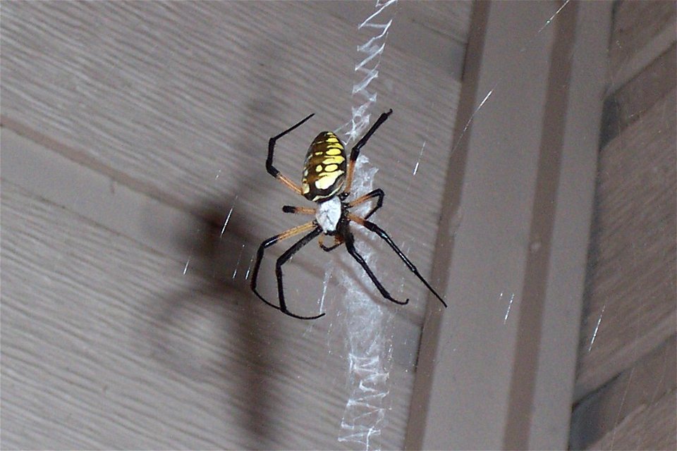 A black and yellow argiope spider.
