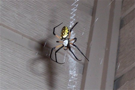 A black and yellow argiope spider.