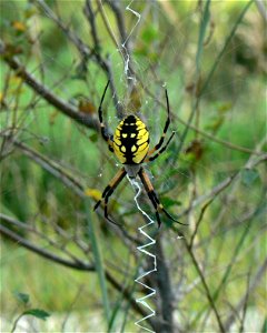 Argiope aurantia Yellow Garden Spider