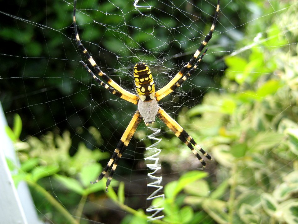 Argiope Aurantia found outside my house in Marietta GA, in mid August.