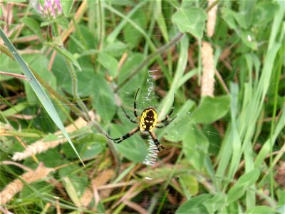 Argiope aurantia spider. Photo taken in a vacant field near the Montreal Botanical Garden.