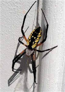 I think this may be a banana spider • Looks like an Argiope aurantia. --Sarefo (talk) 15:29, 5 October 2013 (UTC)
