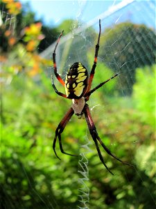 http://en.wikipedia.org/wiki/Argiope_aurantia
Commonly known as the black and yellow garden spider, writing spider, or corn spider. Photo taken in our back yard in Sugar Notch, PA, USA.
