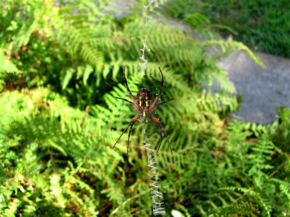 http://en.wikipedia.org/wiki/Argiope_aurantia
Commonly known as the black and yellow garden spider, writing spider, or corn spider. Photo taken in our back yard in Sugar Notch, PA, USA. This is a post