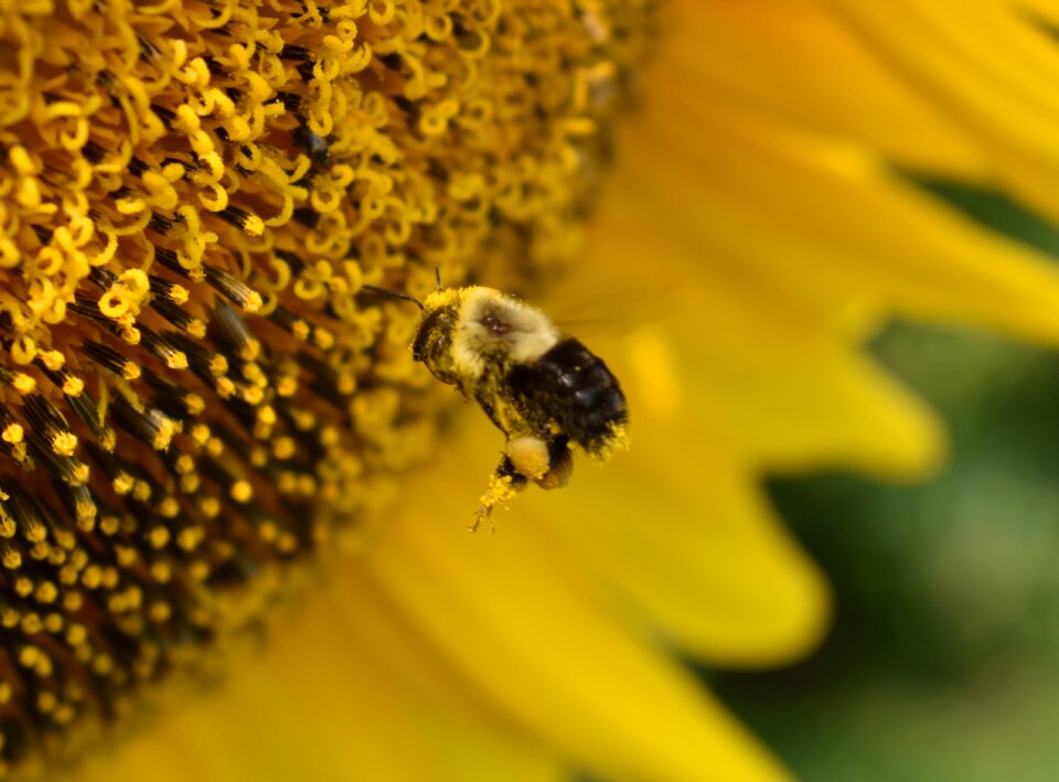 Sunflower insect pollination