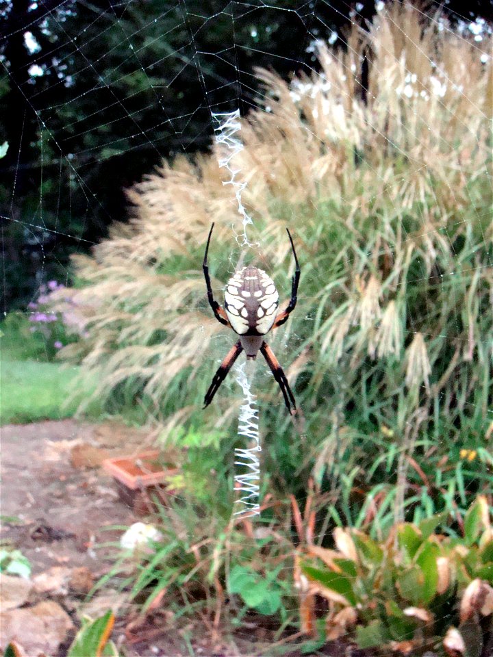 Garden spider reinforcing her web as rain started.