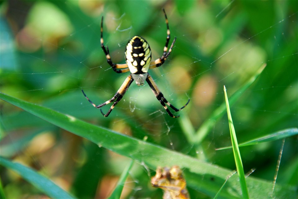 Black and Yellow Garden Spider (Argiope aurantia), Waterloo, Ontario, Canada