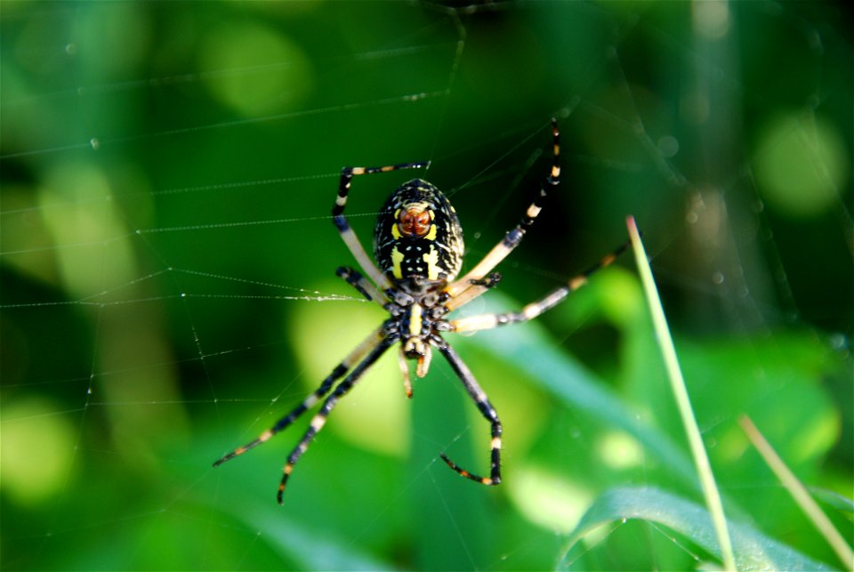 underside of a garden spider