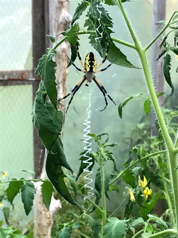 The spider species Argiope aurantia is commonly known as the yellow garden spider,[2][3] black and yellow garden spider,[4] golden garden spider,[5] writing spider, zigzag spider, hay spider, corn spi