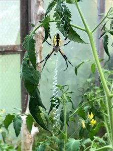 The spider species Argiope aurantia is commonly known as the yellow garden spider,[2][3] black and yellow garden spider,[4] golden garden spider,[5] writing spider, zigzag spider, hay spider, corn spi