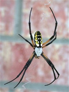 This picture of a female garden spider (Argiope aurantia) was taken outside my house in the garden.