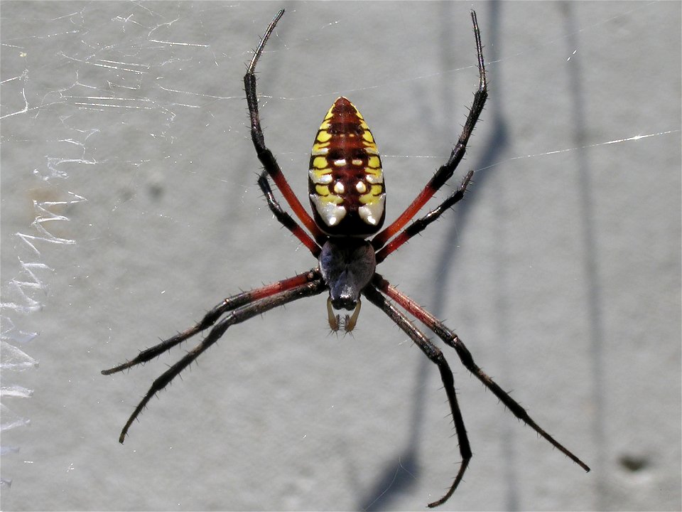 Black and Yellow Garden Spider (Argiope aurantia), photographed in Nashville, Tennessee.