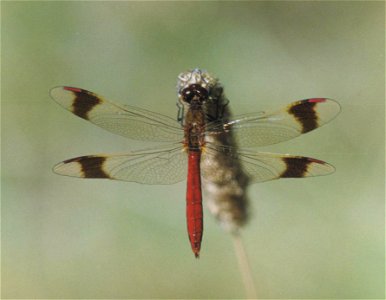 Sympetrum pedemontanum photo