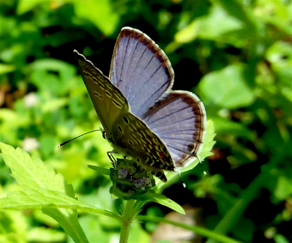 Dark Cerulean / Jamides bochus