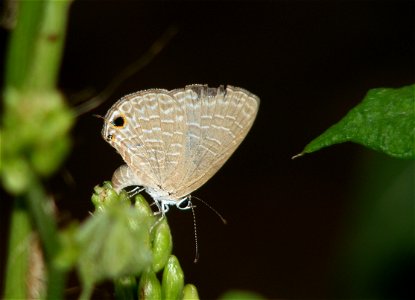 Egg laying on pea buds photo