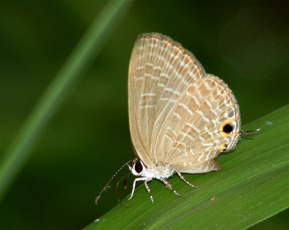Dark Cerulean_Jamides bochus