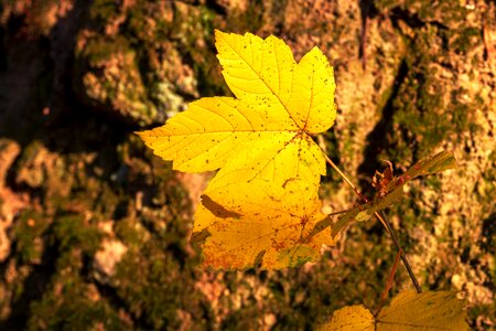 Nature fall color autumn colours