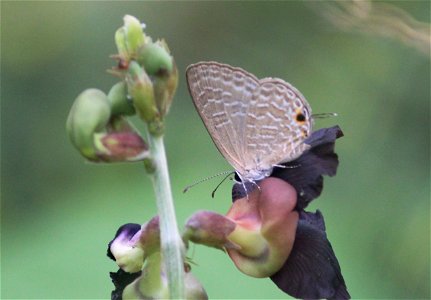 Jamides bochus Stoll, 1782 – Dark Cerulean photo