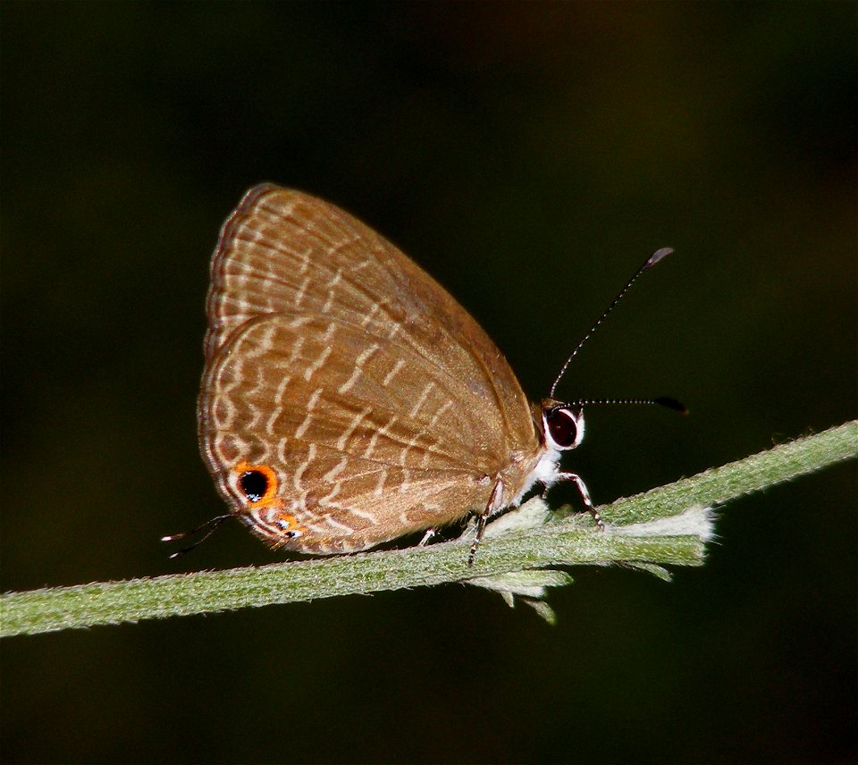 Life Cycle of Dark Cerulean (Jamides bochus)
