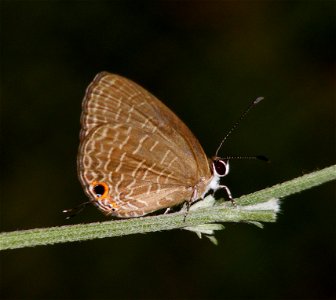 Life Cycle of Dark Cerulean (Jamides bochus)