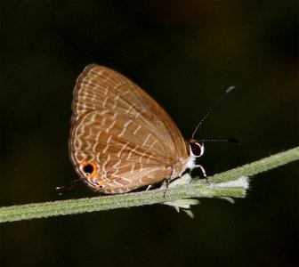 Life Cycle of Dark Cerulean (Jamides bochus) photo