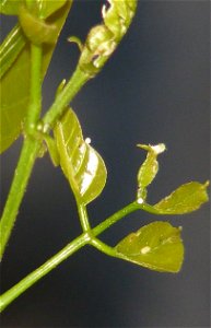 Common Cerulean_Jamides celeno photo