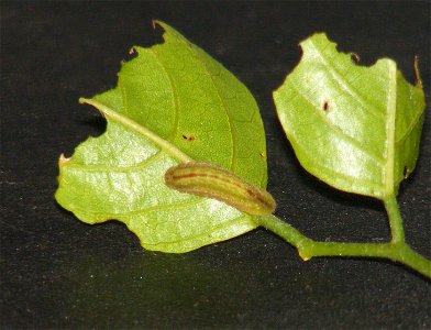 Common Cerulean_Jamides celeno