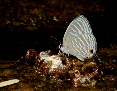 Common Cerulean_Jamides celeno photo