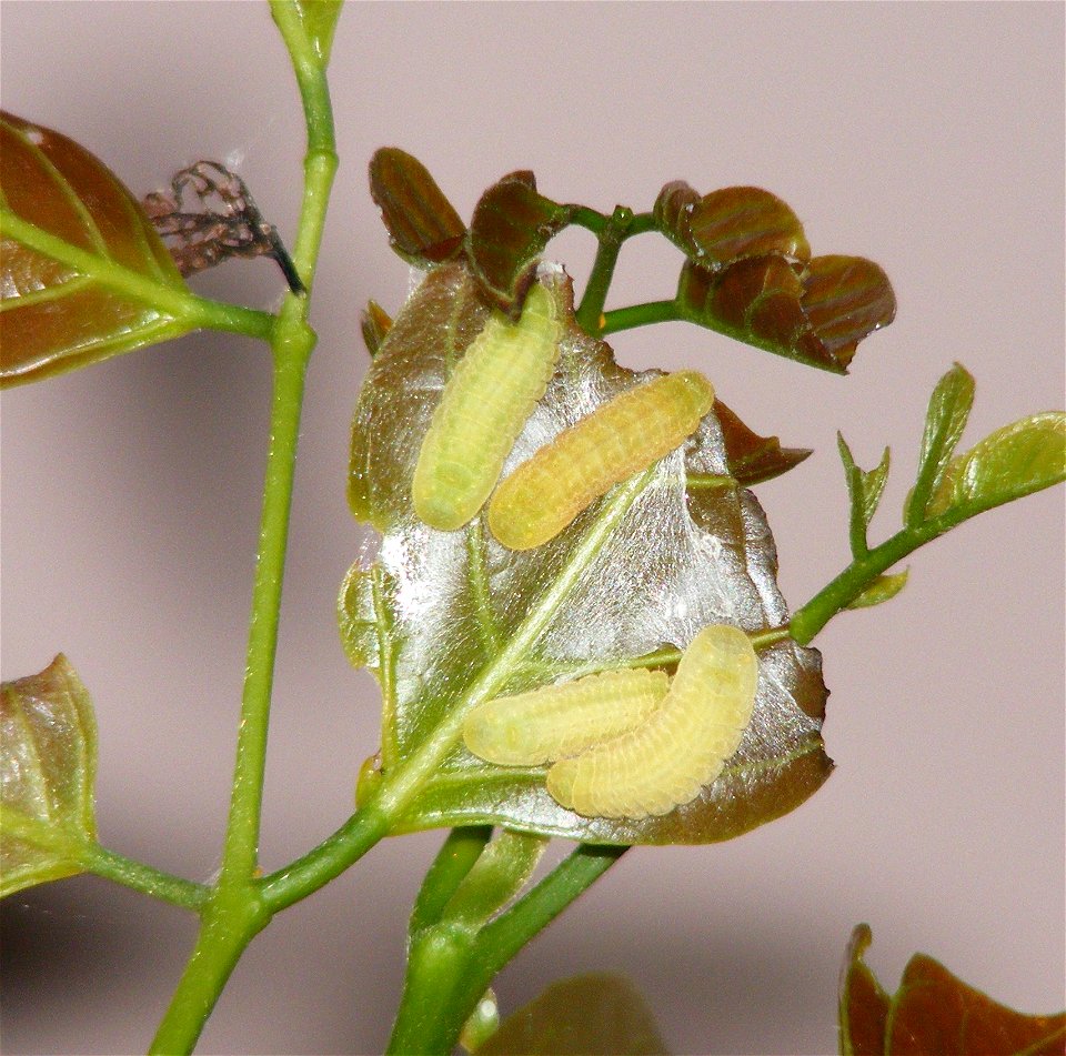 Life Cycle of Common Cerulean_Jamides celeno
