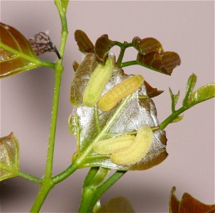 Life Cycle of Common Cerulean_Jamides celeno photo