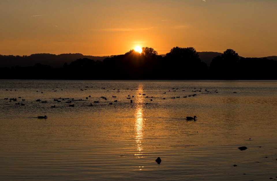 Mood lake ducks