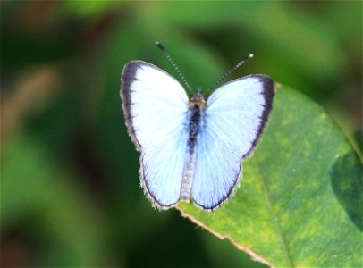 Pale Grass Blue (Pseudozizeeria maha) photo