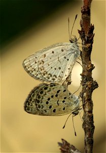 Pale Grass Blue, mating photo