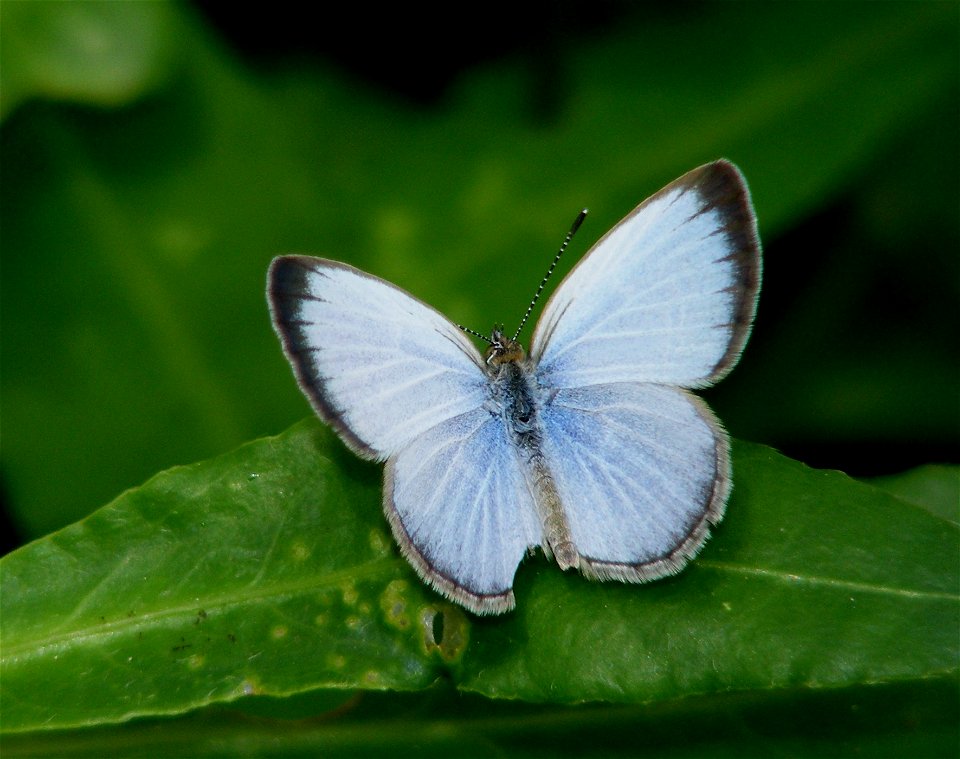 Pale Grass Blue_Pseudozizeeria maha (Male) photo