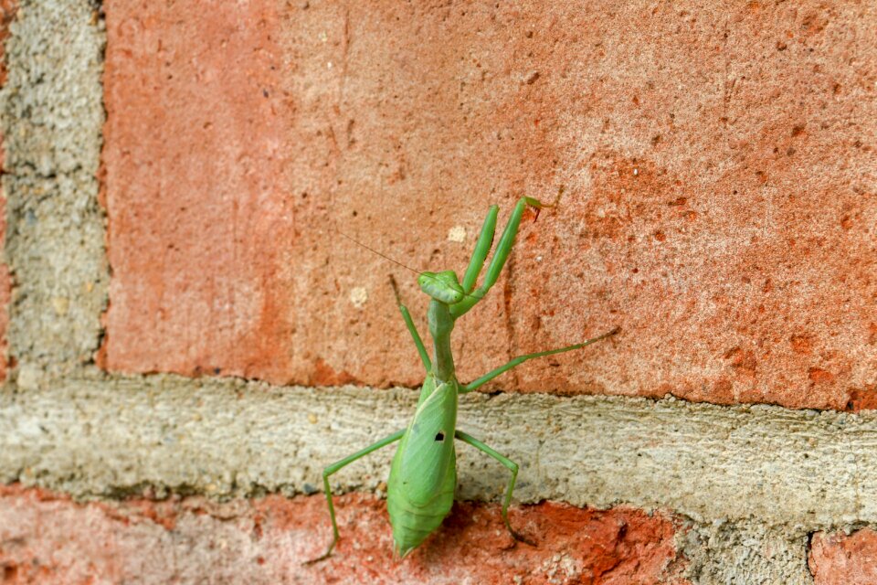 Garden insect brown pray