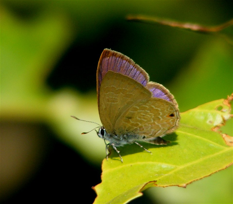 Ciliate Blue_Anthene emolus (male)