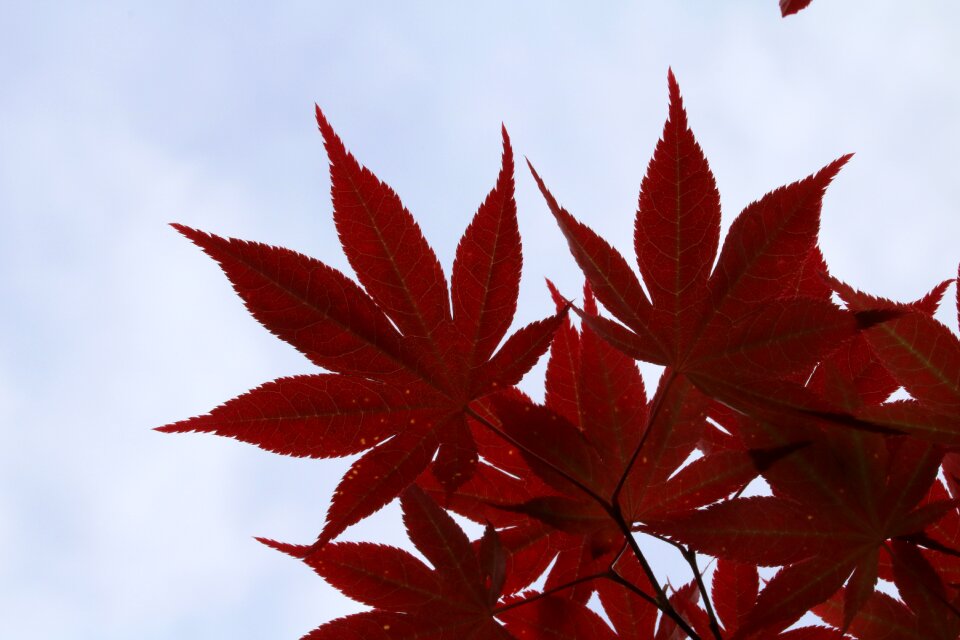 Nature the leaves leaf