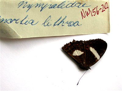 CUBA. Soledad, <a href="http://nymphalidae.utu.fi/story.php?code=NW156-20" rel="nofollow">see in our database</a> photo