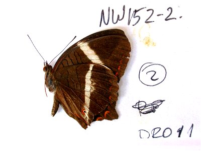 DOMINICAN REPUBLIC. La Vega, La CiÃ©naga, trail to Los Tablos, Exemplar, <a href="http://nymphalidae.utu.fi/story.php?code=NW152-2" rel="nofollow">see in our database</a> photo