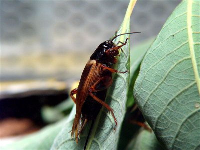 Gryllus bimaculatus, female.

Image taken in terrarium with HP Photosmart 945 (+10 macro lens used). Author: Sami Vuori.