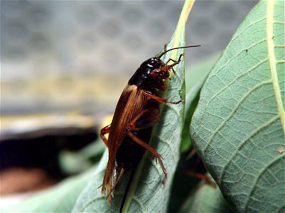 Gryllus bimaculatus, female. Image taken in terrarium with HP Photosmart 945 (+10 macro lens used). Author: Sami Vuori. photo